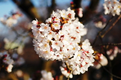 桜咲く