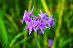 土手の花