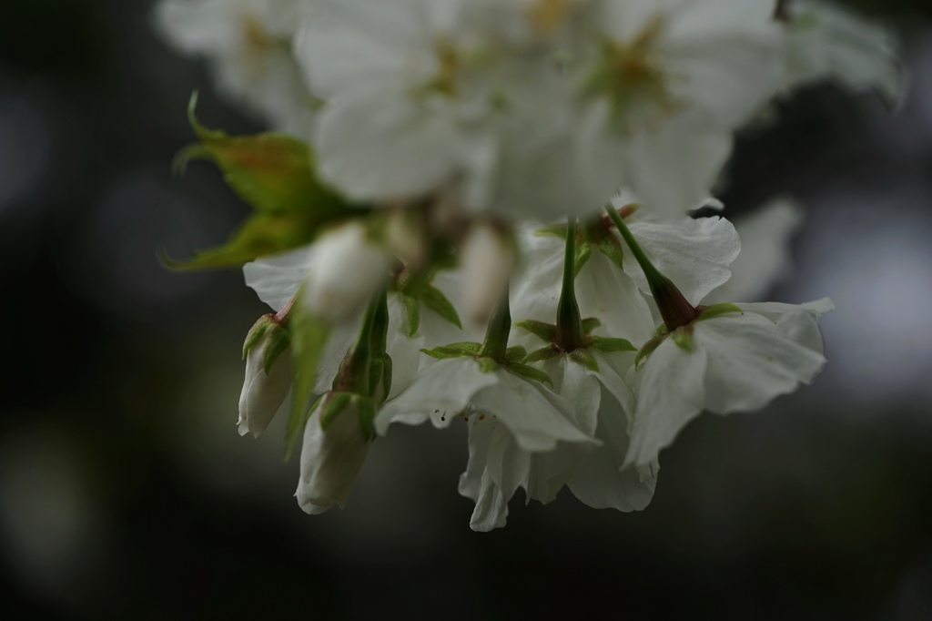 名残惜しむ桜２