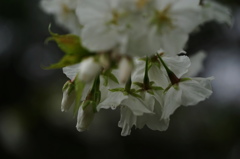 名残惜しむ桜２