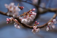 荘川桜