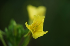 夏を愛しむ待宵草