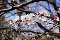 2015/03/24　ソメイヨシノ　麦島東公園