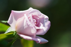 春薔薇の輝き６