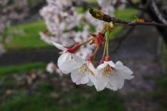 今を盛りと咲く花達・・・