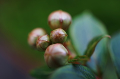百日紅　蕾