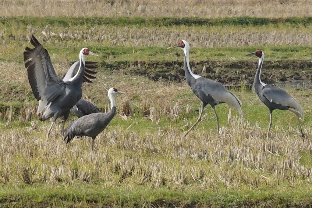 出水のマナツル３