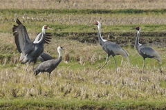 出水のマナツル３