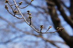 開花間近