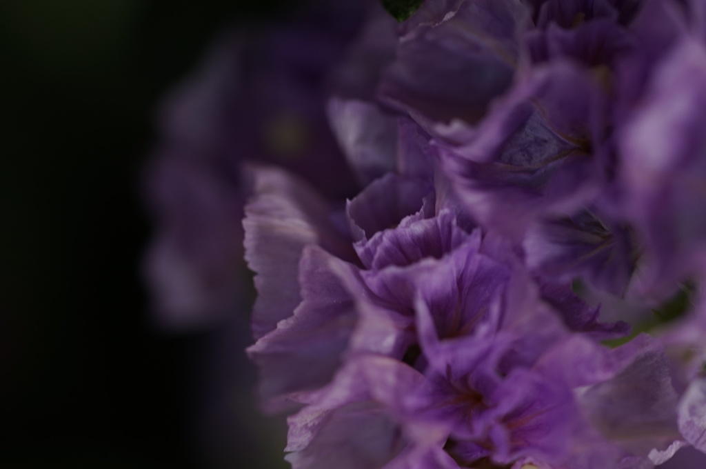 花萌え３