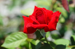 春薔薇の輝き７