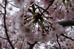 今を盛りと咲く花達・・・