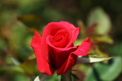 春薔薇の輝き３　真夏