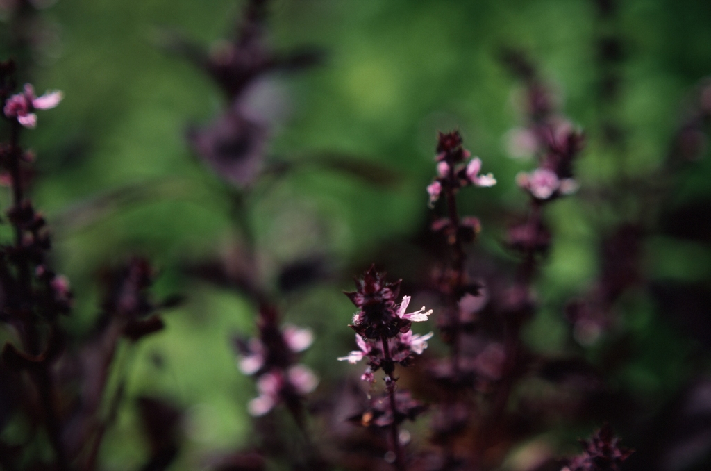 小さな花５（フィルムスナップ）