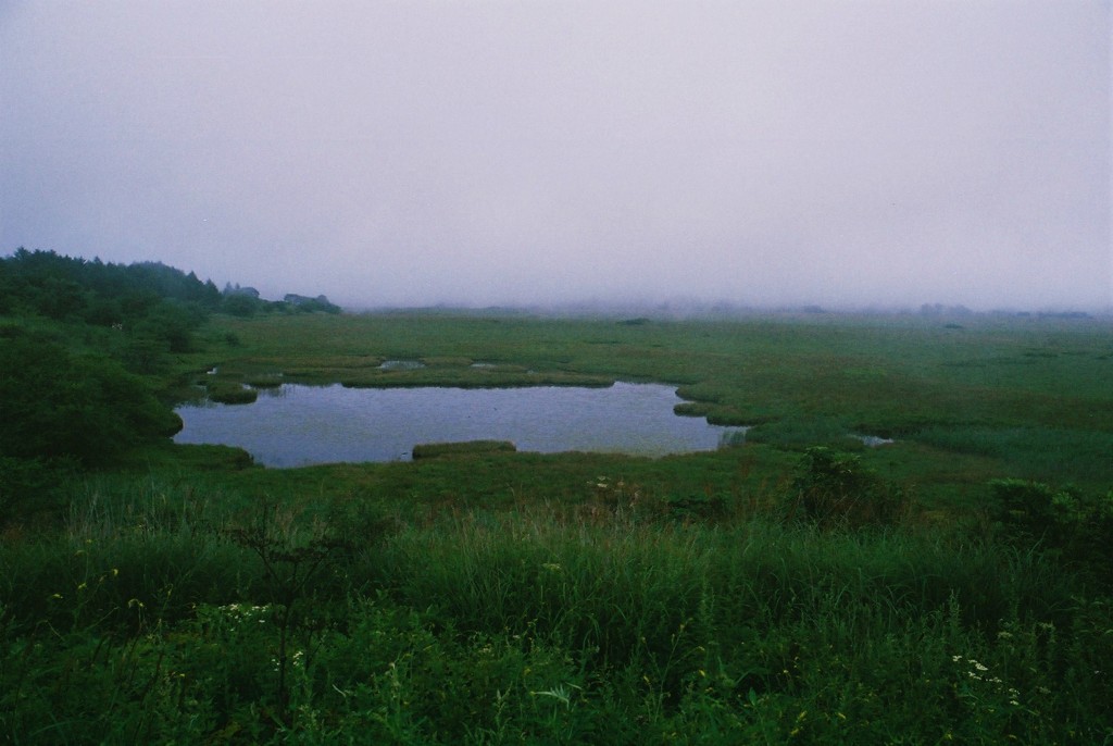 霧の八島湿原　(フィルムスナップ)