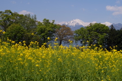 菜の花畑と常念岳