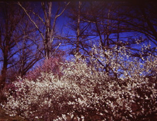 過ぎ去りし春　夢　(フィルムの残像）