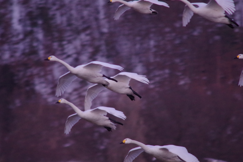 夕暮れの帰還　美しき白鳥の日々