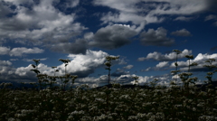 蕎麦畑　北の空