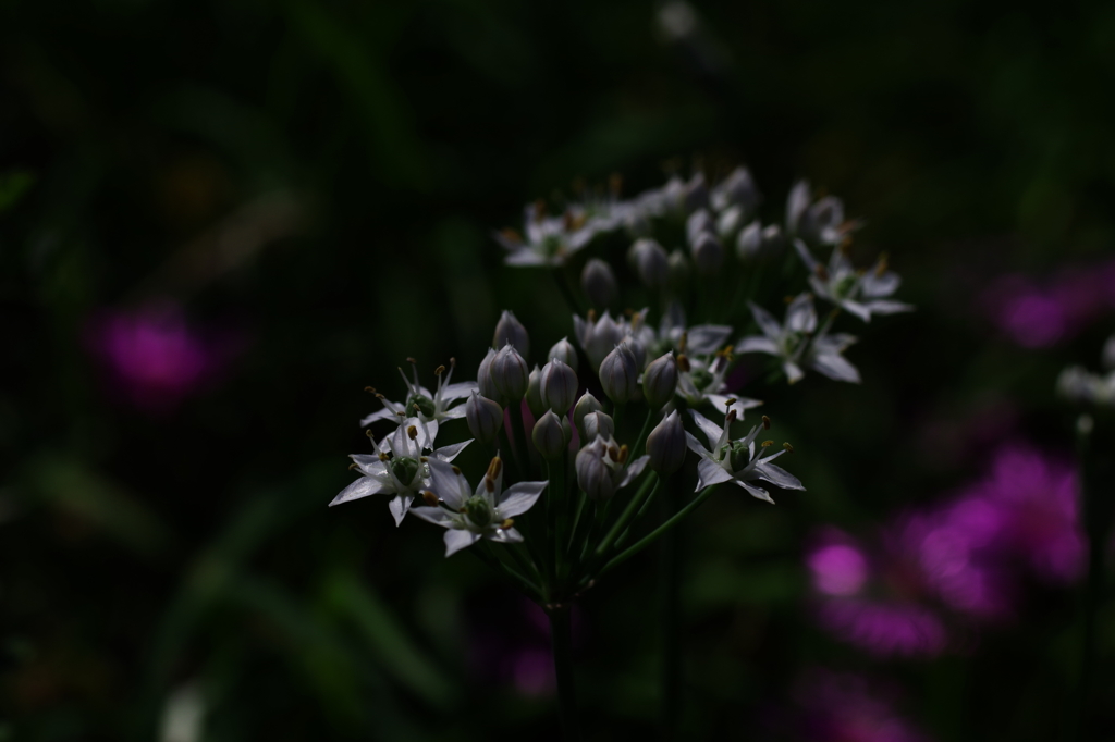 河原の花２