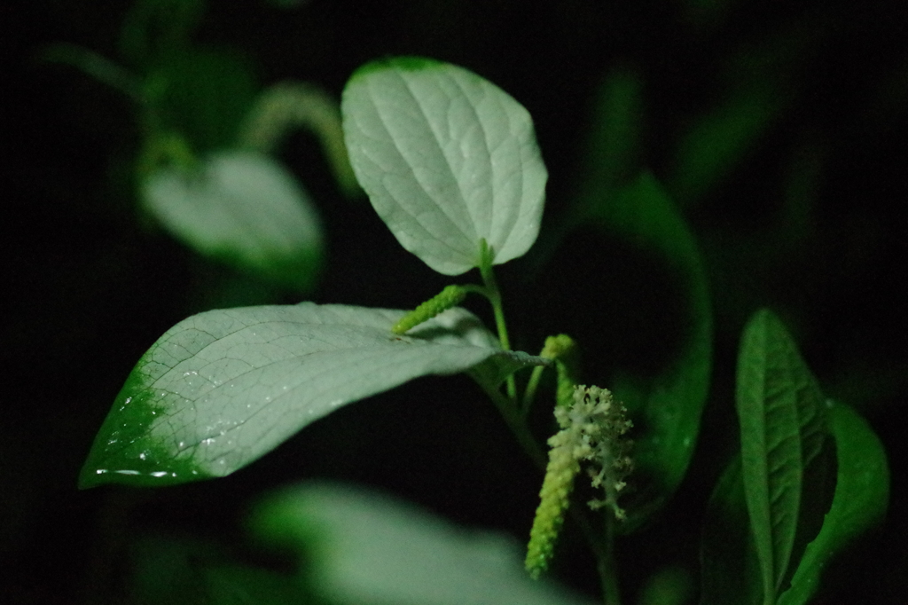 半夏生の森　３