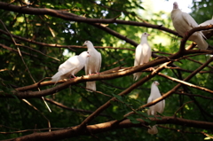 平和の白鳩
