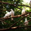 平和の白鳩