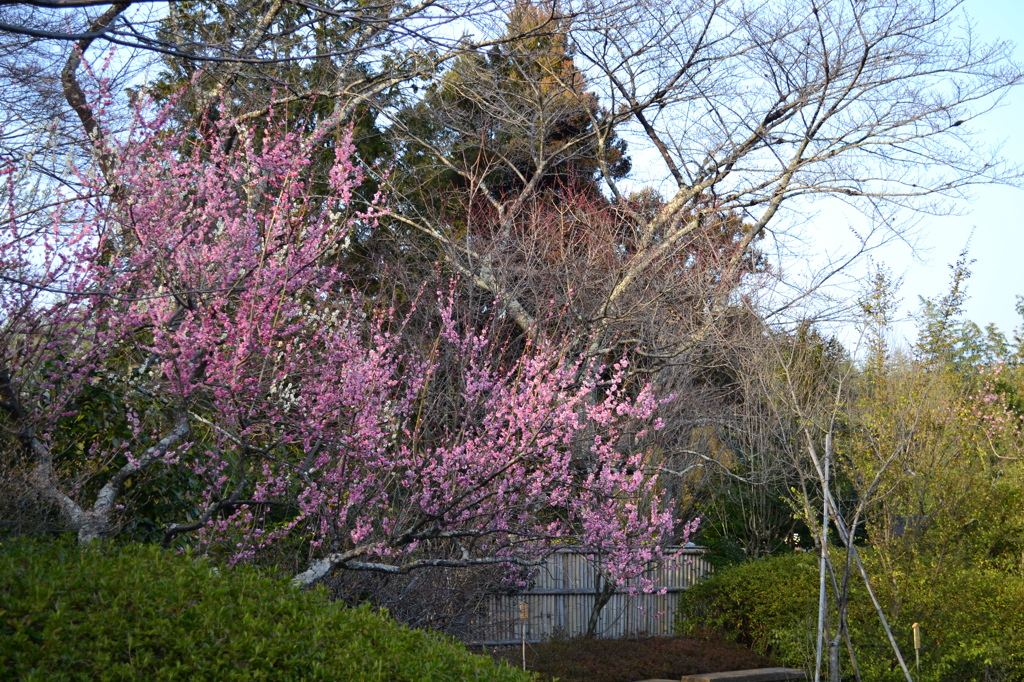 庭園　（天竜寺）