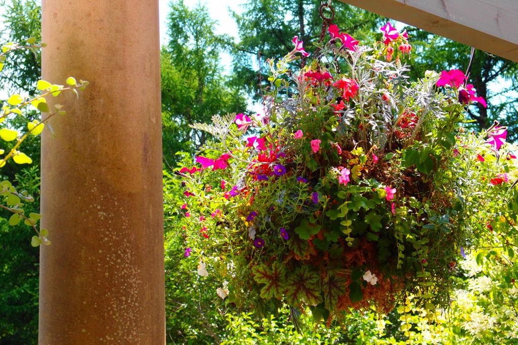 夏の花園　３
