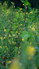 月見草の野辺　２
