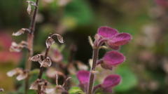 庭の小人たち　４