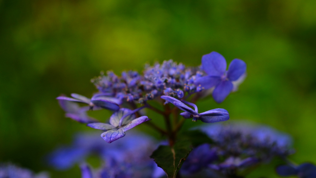 紫陽花六景　４