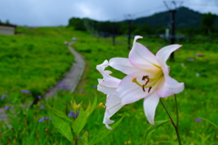 高山の花シリーズ　１　ササユリ