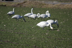 つまみ食いしたり（白鳥の日常）