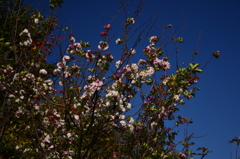 秋空に桜咲く