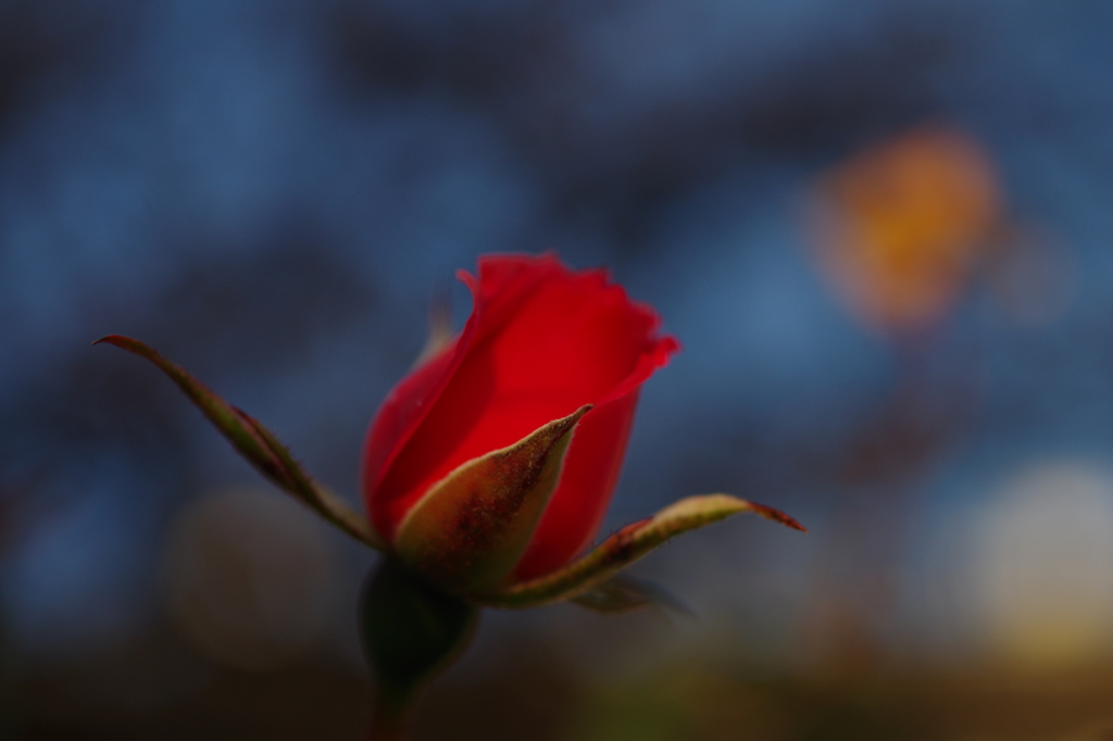 碧い空を仰ぐ（十二月の薔薇　２）
