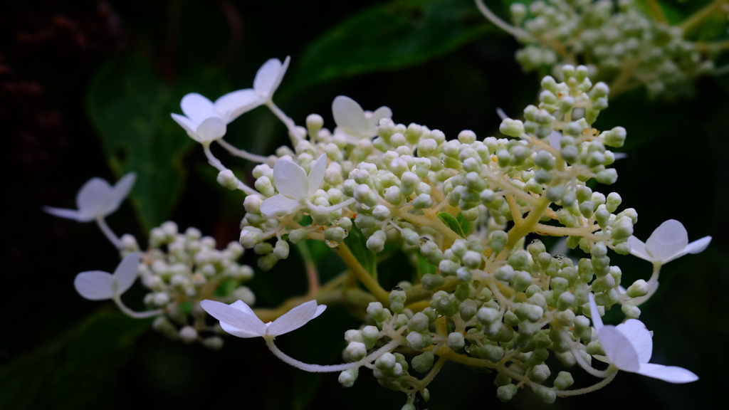 紫陽花六景　６