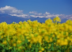 菜の花畑の朝