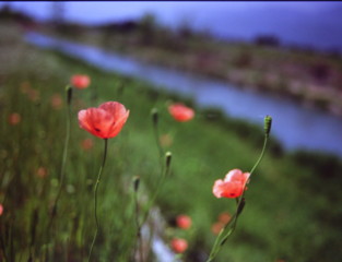 芥子のある風景２　(フィルムの残像）