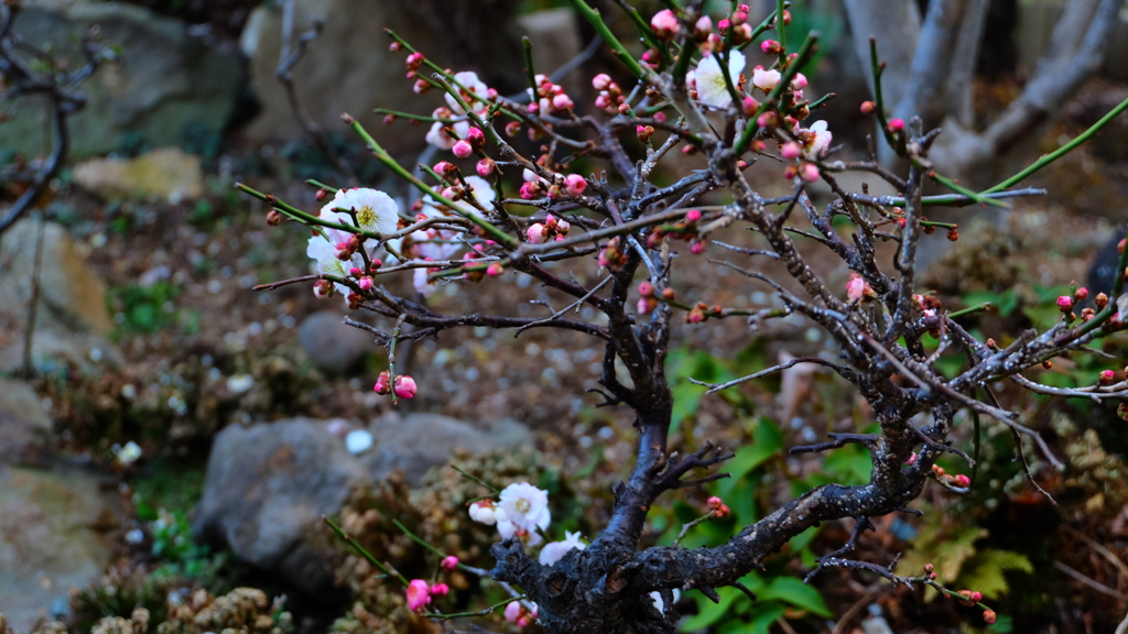 庭の加賀梅（庭の花たち）