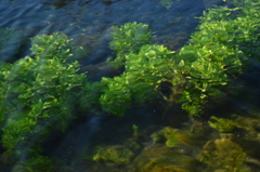 勿忘草の水辺