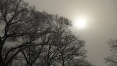 冬のノフラージュ　霞む太陽