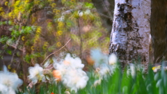 花ざかりの森　　白樺