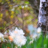 花ざかりの森　　白樺