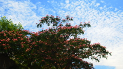 夏空とねむの木