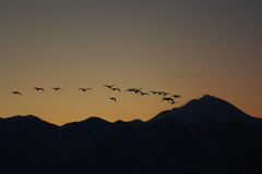 常念岳と白鳥（新春夕暮れシリーズ）