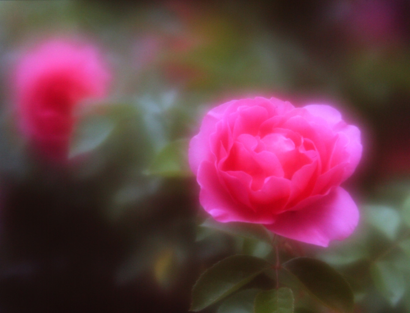 咲き薫る　(フィルムの残像)