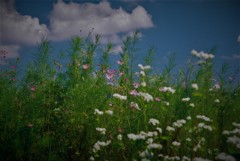 秋桜と蕎麦