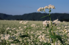 最後の蕎麦の花（フィルムスナップ４）