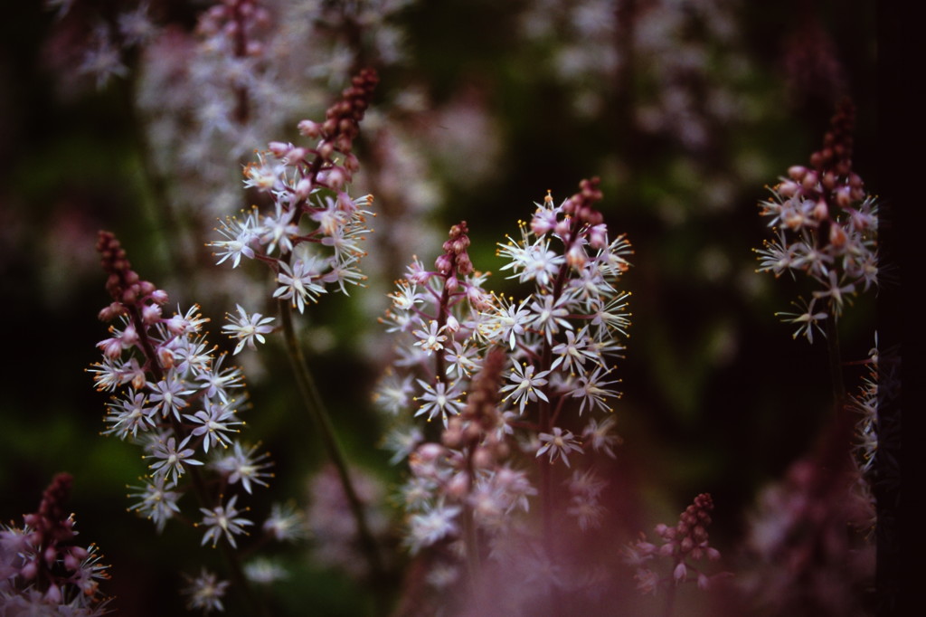 初夏の花たち４　（フィルムスナップ）